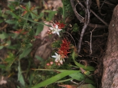 Sedum moranense