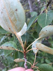Populus balsamifera