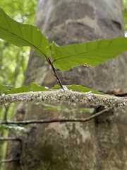 Grylloprociphilus imbricator