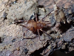 Zalmoxidae