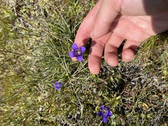 Gentianopsis holopetala