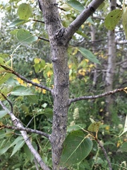 Populus balsamifera
