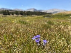 Gentianopsis holopetala
