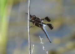 Plathemis lydia