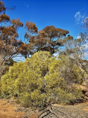 Acacia rigens