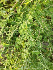 Euphorbia humistrata