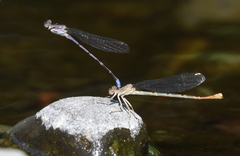 Argia emma