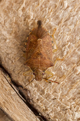 Podisus