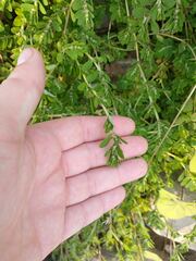 Euphorbia humistrata