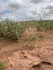 Bouteloua barbata barbata