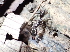 Odontomachus haematodus