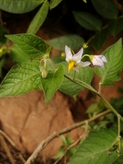 Solanum