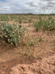 Bouteloua barbata barbata