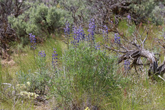 Lupinus argenteus argenteus