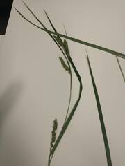Carex davisii