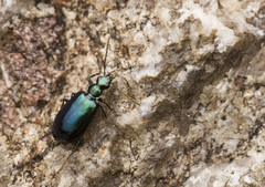 Lebia viridis