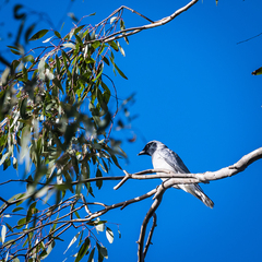 Coracina novaehollandiae