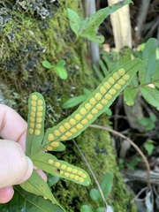 Polypodium scouleri