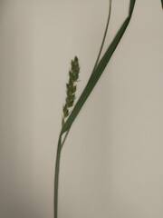Carex davisii