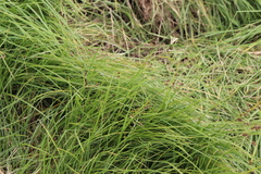 Cyperus stoloniferus