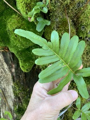 Polypodium scouleri