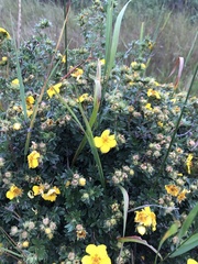 Dasiphora fruticosa
