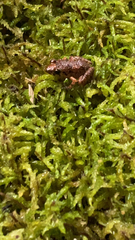 Eleutherodactylus planirostris