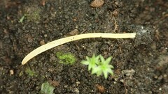 Clavariaceae