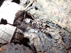 Odontomachus haematodus