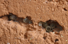 Apoidea