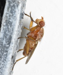 Sciomyzidae