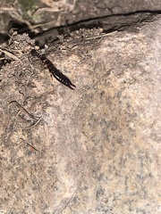 Euborellia annulipes