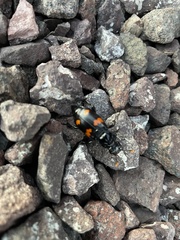 Nicrophorus orbicollis