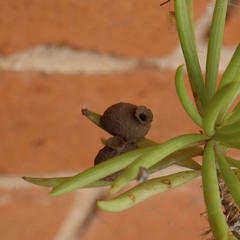 Eumenes