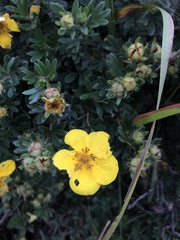 Dasiphora fruticosa