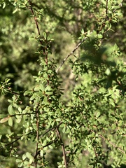 Kunzea