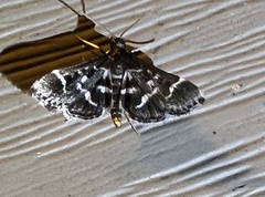 Diasemiodes janassialis