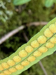 Polypodium scouleri