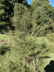 Kunzea