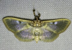 Apilocrocis pimalis