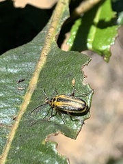 Trirhabda diducta