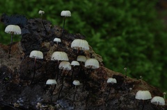 Marasmius rotula
