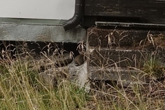 Oryctolagus cuniculus