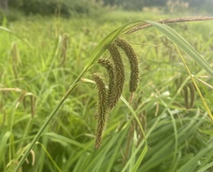 Carex