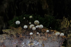 Marasmius rotula