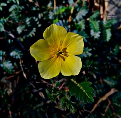 Tribulus