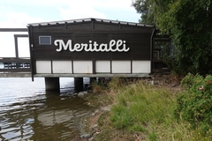 Oryctolagus cuniculus