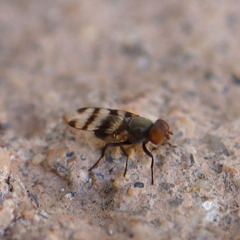 Ulidiidae