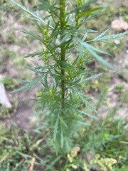 Artemisia biennis