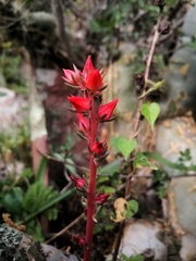 Echeveria